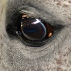 Pferde Auge