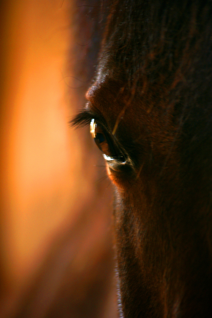 Pferde-AUGEN-Blick