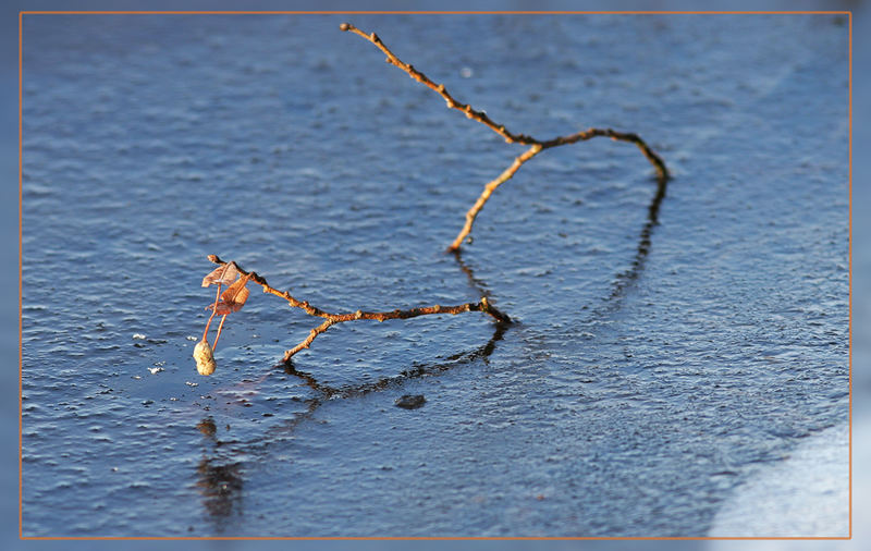 Pferde aus lebendem Holz spielen in gefrorenem Wasser