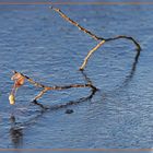 Pferde aus lebendem Holz spielen in gefrorenem Wasser