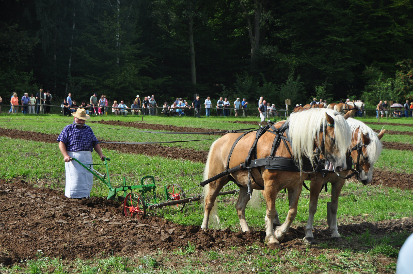 Pferde bei der Arbeit