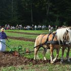 Pferde bei der Arbeit