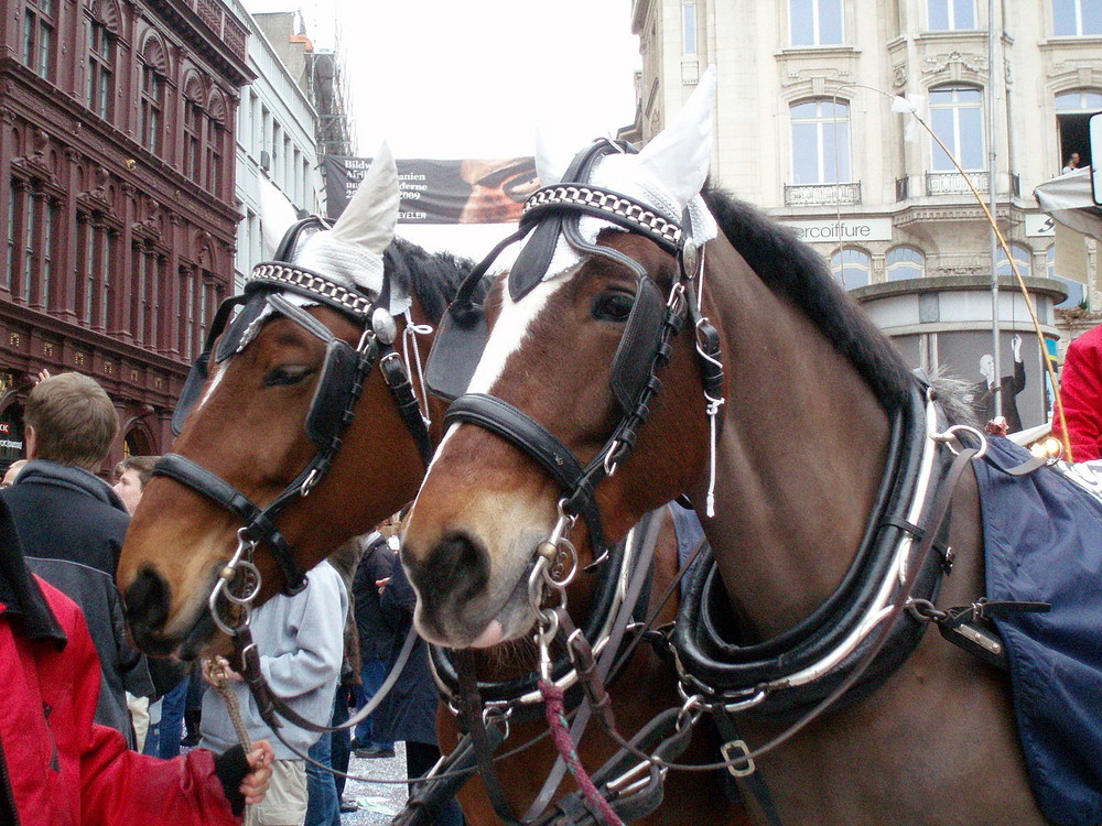 Pferde bei der Fasnacht in Basel | 4