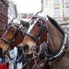 Pferde bei der Fasnacht in Basel | 4