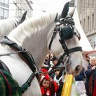 Pferde bei der Fasnacht in Basel | 5