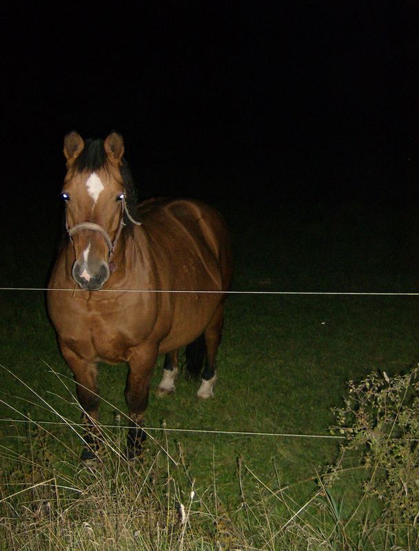 Pferde bei Nacht
