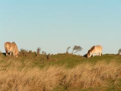 Pferde bei Rubjerg Knudde DK