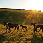 Pferde bei Sonnen untergang in Düsseldorf