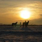 Pferde bei Sonnenuntergang