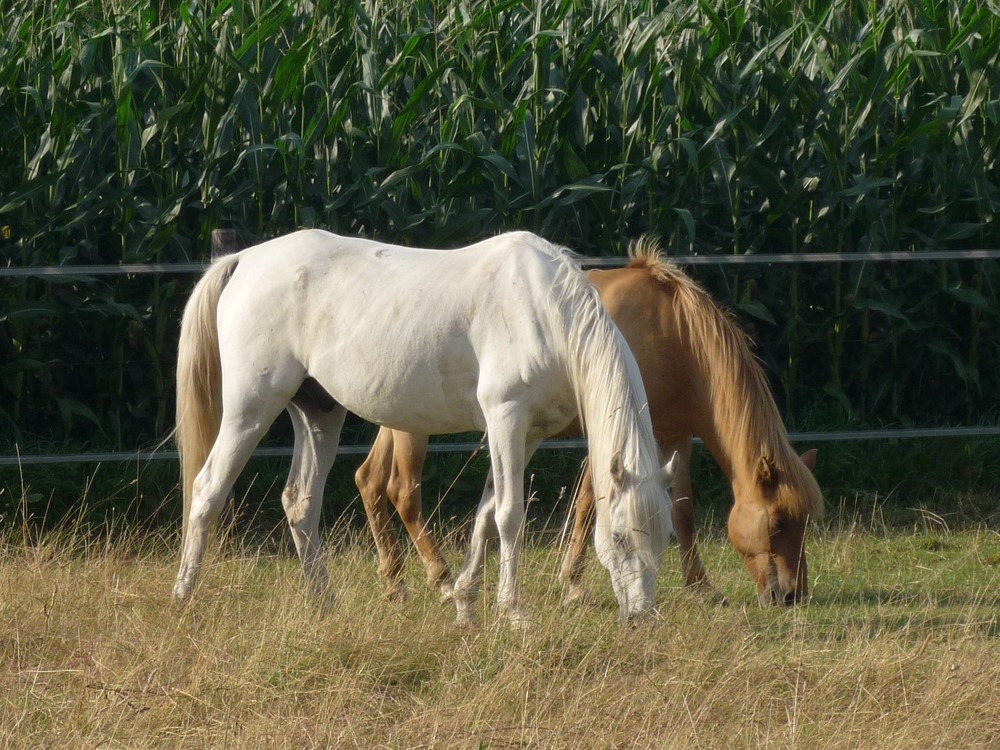 Pferde beim grassen