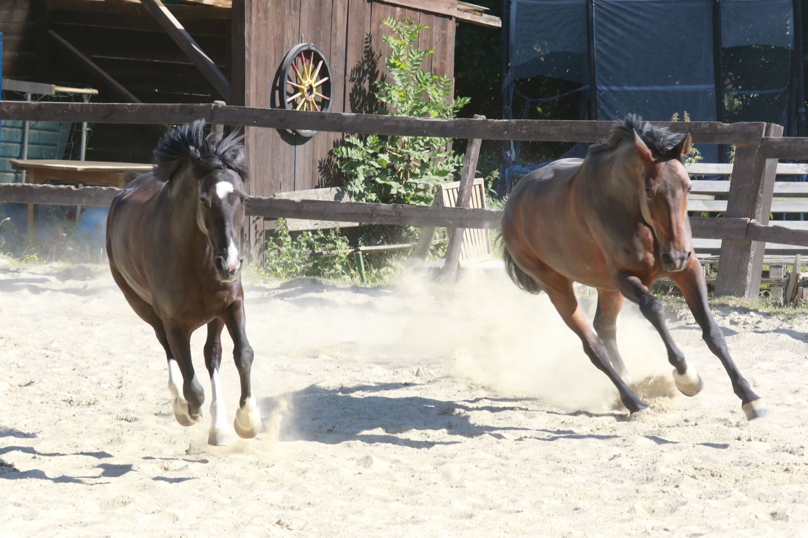 Pferde beim Spiel