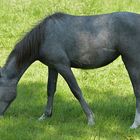 Pferde: Besuch auf einer Cratzenbacher Weide 01