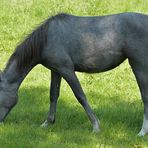 Pferde: Besuch auf einer Cratzenbacher Weide 01