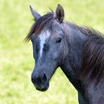 Pferde: Besuch auf einer Cratzenbacher Weide 02