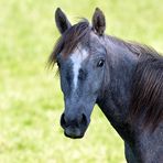 Pferde: Besuch auf einer Cratzenbacher Weide 03