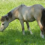 Pferde: Besuch auf einer Cratzenbacher Weide 04