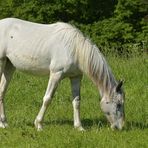 Pferde: Besuch auf einer Cratzenbacher Weide 05