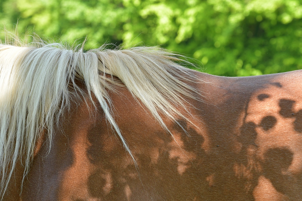 Pferde: Besuch auf einer Cratzenbacher Weide 06