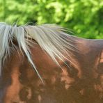 Pferde: Besuch auf einer Cratzenbacher Weide 06