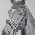 Pferde Bleistift Portrait