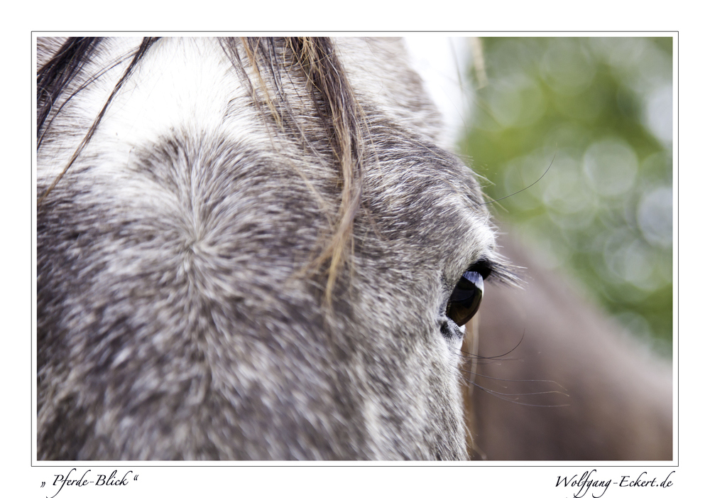" Pferde-Blick "
