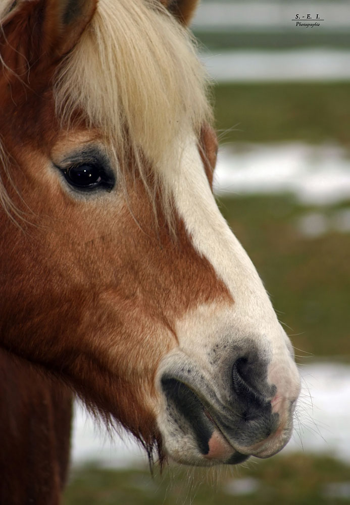 "Pferde Close - Up"