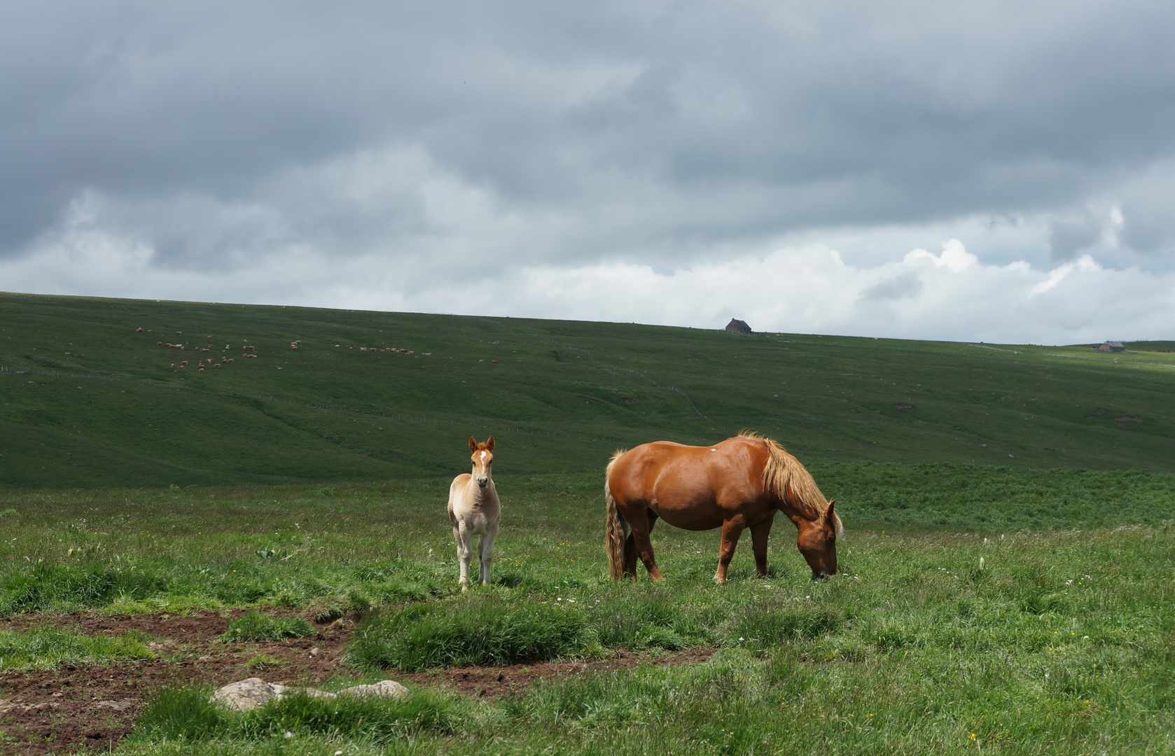 Pferde der Auvergne