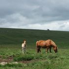 Pferde der Auvergne