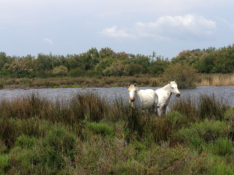Pferde der Camargue