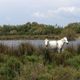 Marseille, Camargue