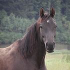 Pferde entlang der Weser - Fortsetzung