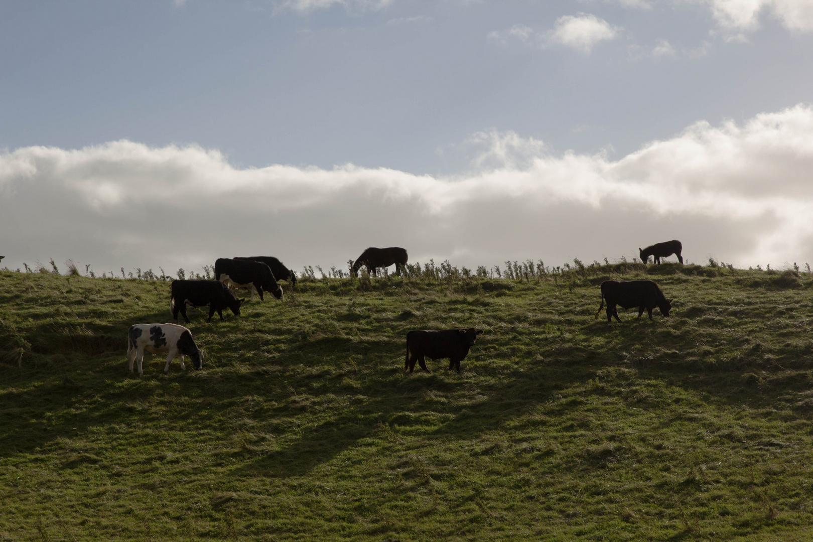 Pferde, Esel, Kuh und Stier... wo bin ich hier?