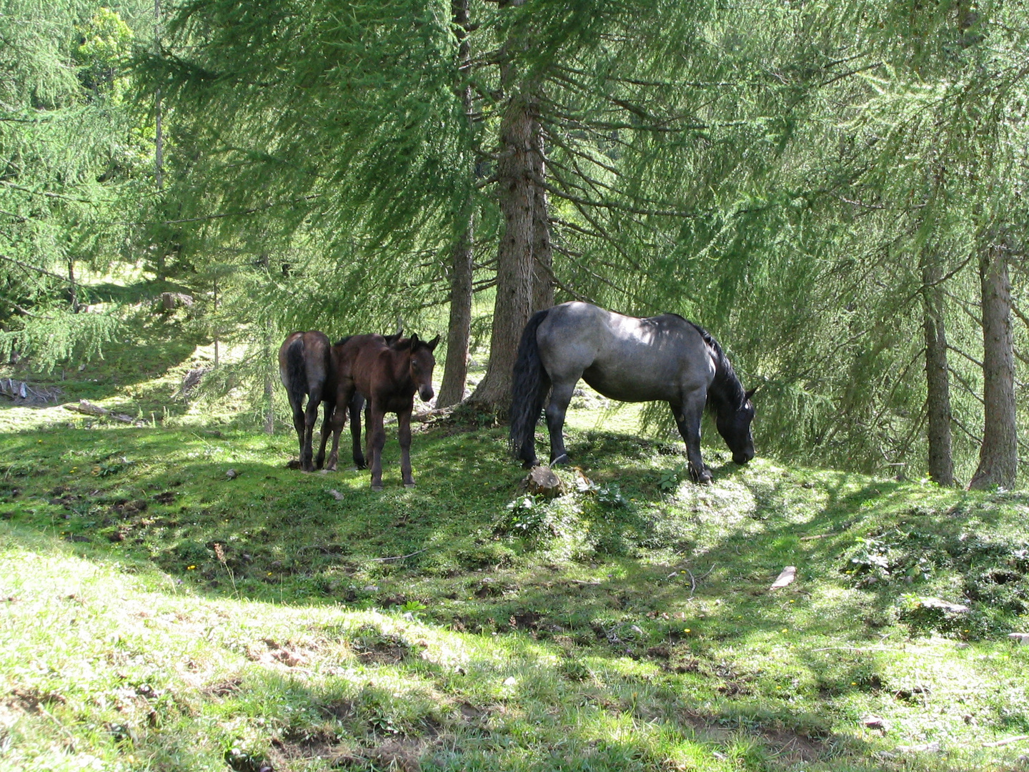 Pferde-Familie