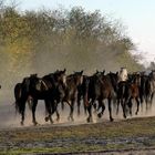 Pferde-Feierabend in der Hortobagy Steppe