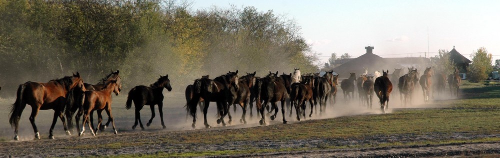 Pferde-Feierabend in der Hortobagy Steppe