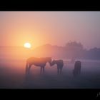 Pferde flüstern im Nebel bei Sonnenaufgang