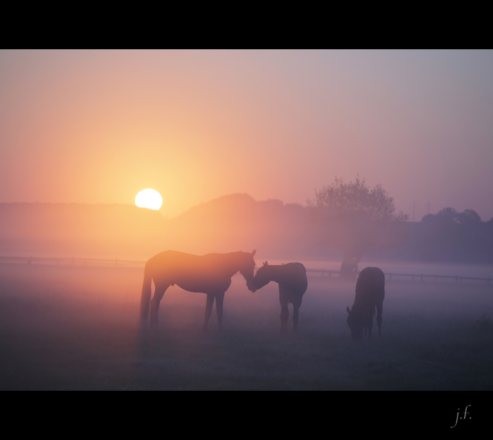 Pferde flüstern im Nebel bei Sonnenaufgang