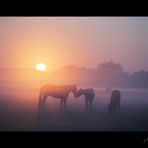 Pferde flüstern im Nebel bei Sonnenaufgang