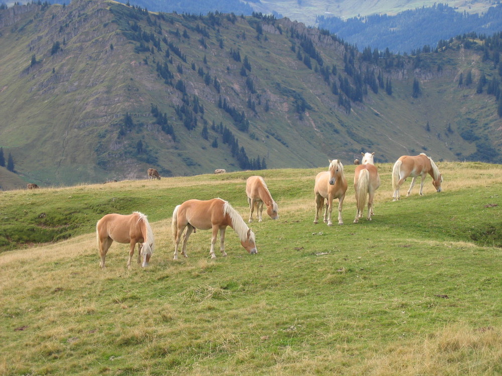 Pferde friedlich beim grasen.