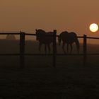 Pferde früh Morgens auf der Koppel