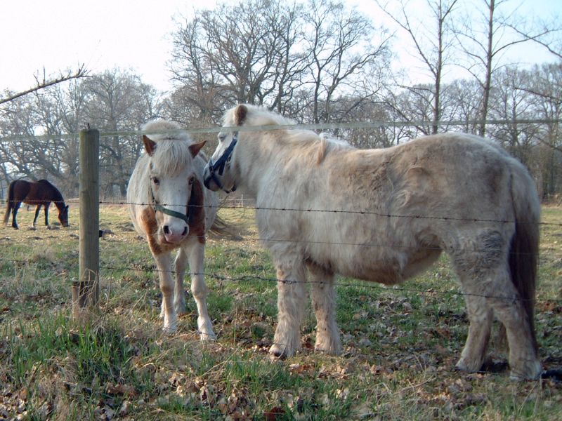 Pferde-Geflüster