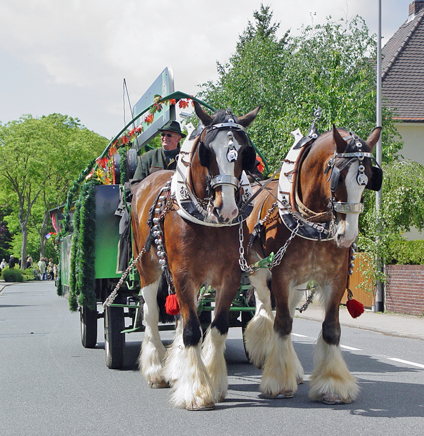 Pferde -Gespann beim Umzug-