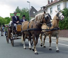 Pferde Gespann -Zöpfe-