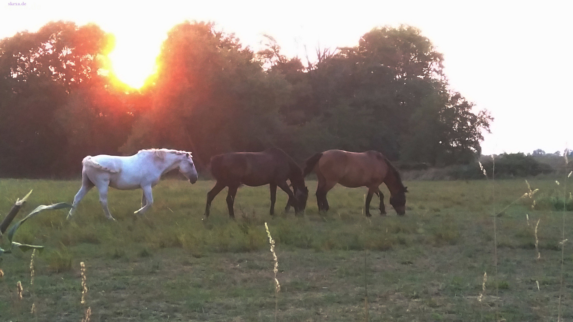 Pferde grasen bei Sonnenuntergang 