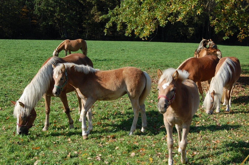 Pferde (Haflinger)