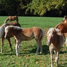 Pferde (Haflinger)