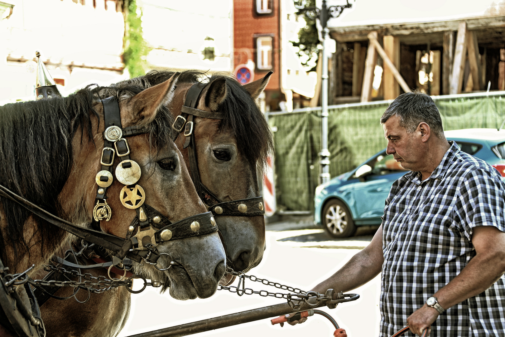 Pferde -Harz-  -1-