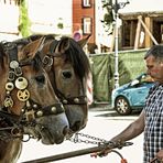 Pferde -Harz-  -1-