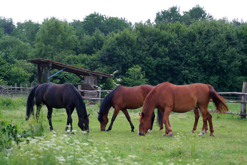 Pferde - Hauspferd ( Epuus ferus caballus)