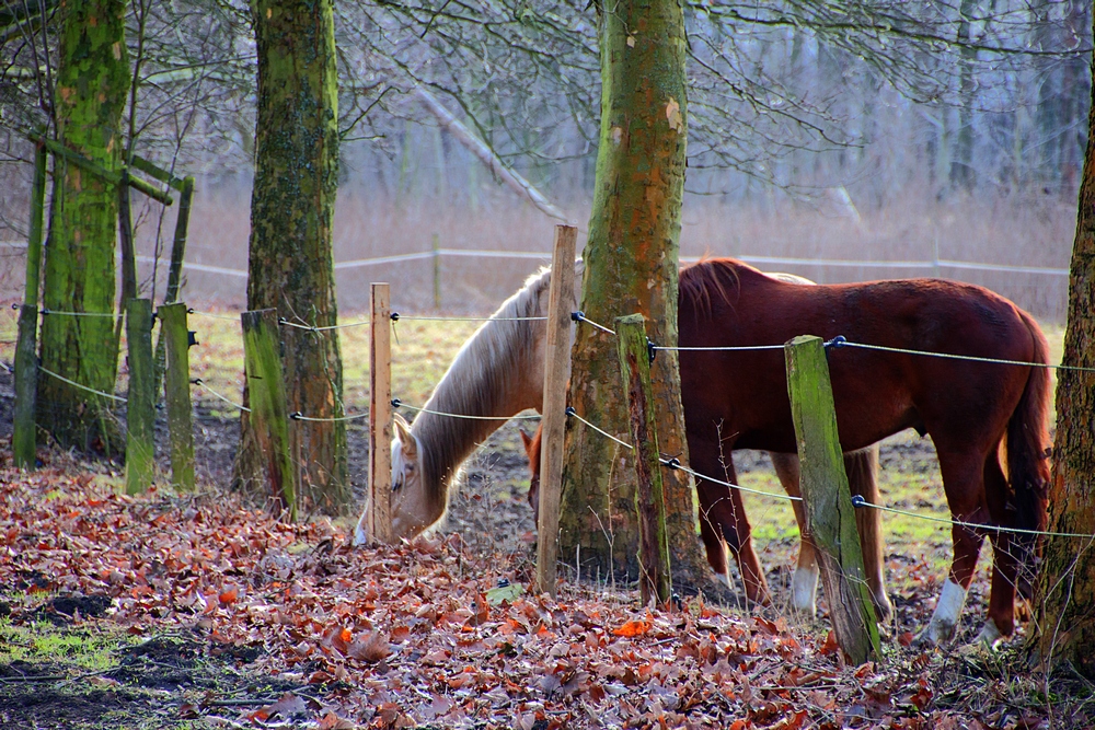 Pferde HDR